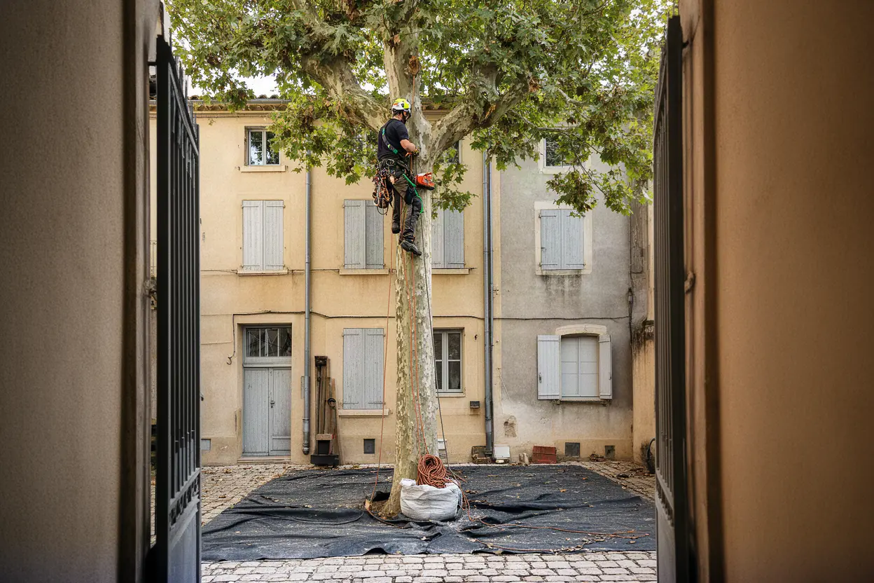 Arboriste grimpeur travaillant sur cordes à Gardanne